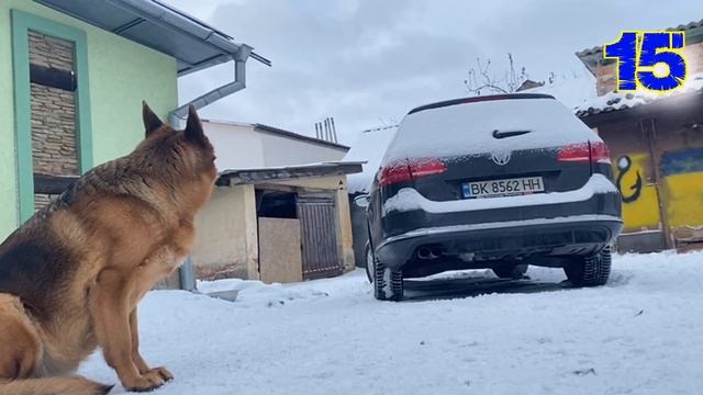 How are Malinois different from German Shepherds? Typical morning. смотреть онлайн