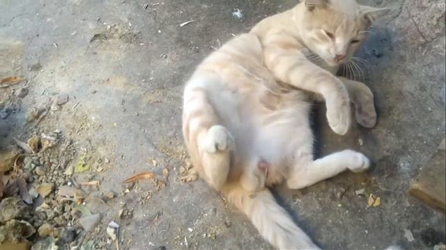Кот хочет облизнуть яйца, но у него не получается)) смотреть онлайн