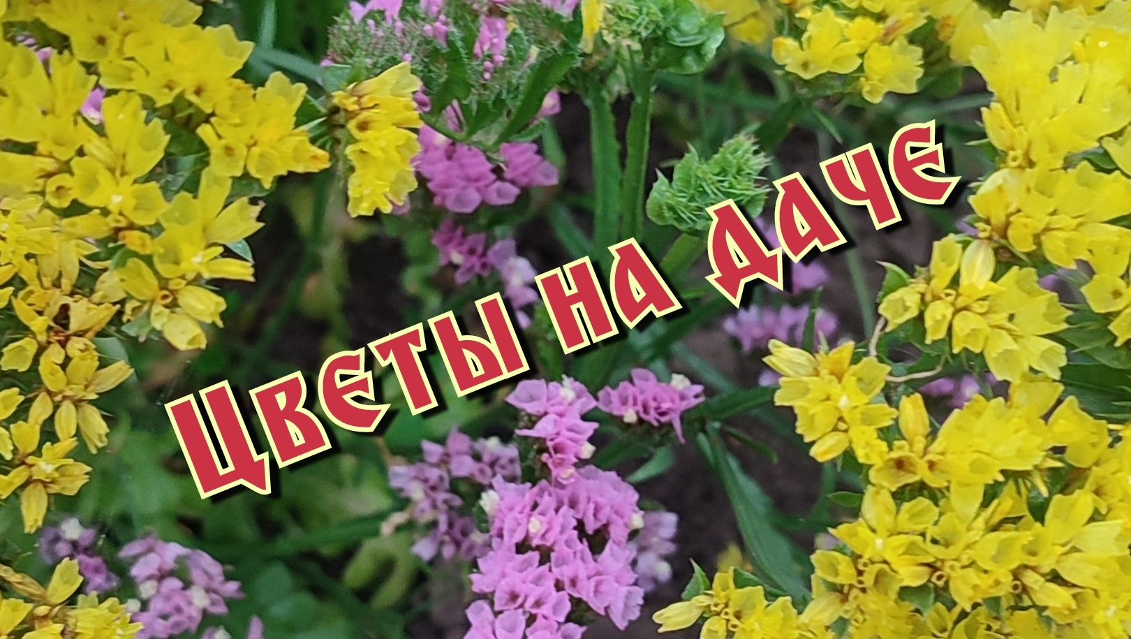 цветы на даче! смотреть онлайн