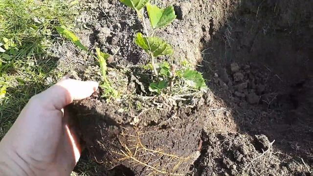 Шелковица в Подмосковье, посадка, размножение, уход. Видео - 3 смотреть онлайн