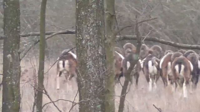 Стадо муфлонов баранов зимой. Mouflons sheep in the herd in winter смотреть онлайн