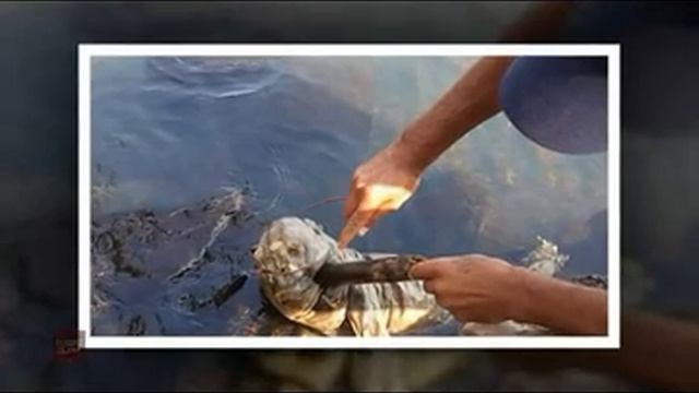 chubakabra haqida malumot смотреть онлайн