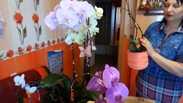 Орхидеи!Обрезать цветонос у орхидеи или нет?что делать, когда орхидея отцвела? Мои орхидеи! смотреть онлайн