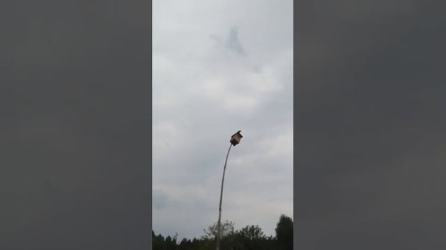 Скворцы кормят детенышей своих смотреть онлайн