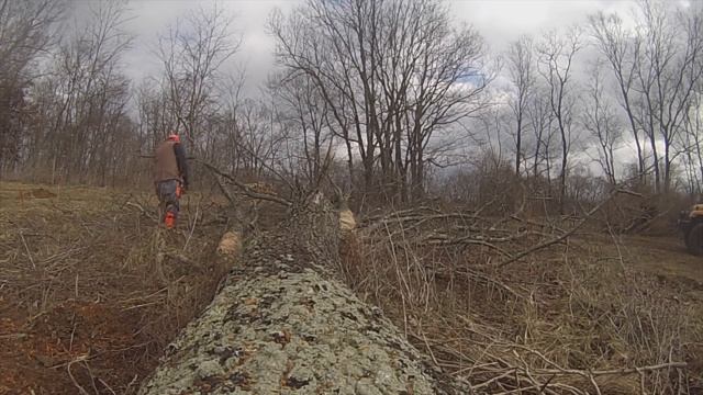 TNT Try New Things - 13: Me and my Stihl MS170 chainsaw get a workout. смотреть онлайн