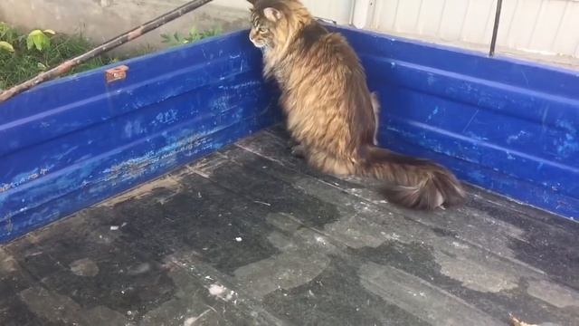 Ловля Крота Лопатой смотреть онлайн