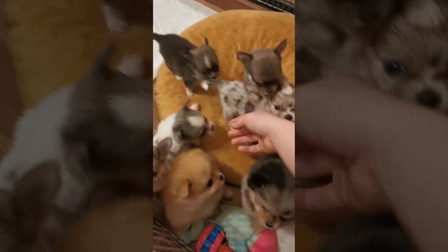 Вот такие малыши у нас растут) Шпицы и чихуахуа смотреть онлайн