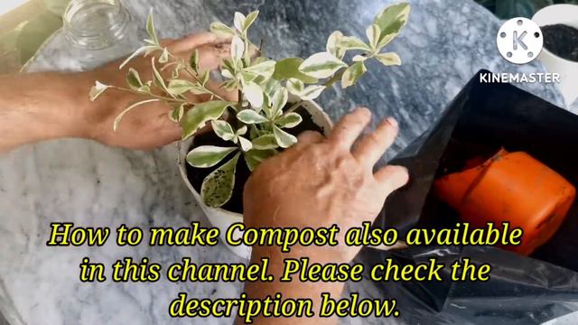 How To Propagate Variegated Moa Plant, Simply Gardening