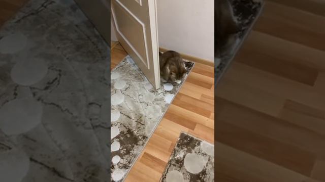 кота поставили в угол смотреть онлайн