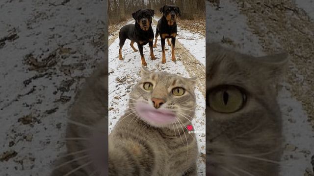 1000000095.mp4 смотреть онлайн
