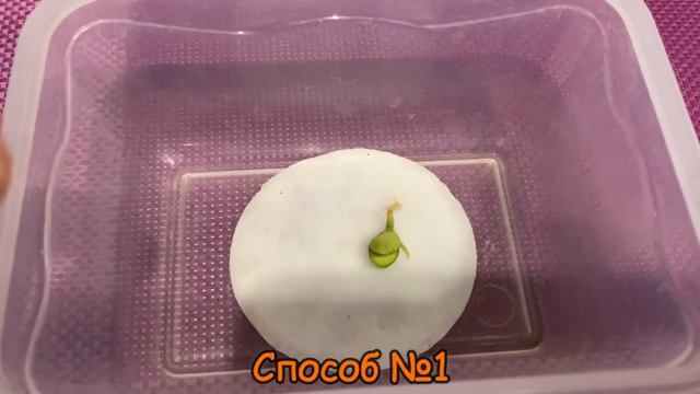 ⁉️ЛИМОН ИЗ КОСТОЧКИ Дома 2 способа? Пошагово ‼️ смотреть онлайн