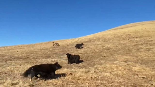 АЛИЯК / МЯСО И МОЛОКО смотреть онлайн