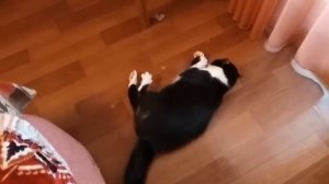 Эпилепсия у кота