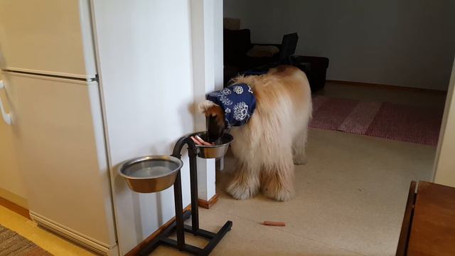 Afgaaninvinttikoira Mustis 4v juhla-ateria смотреть онлайн