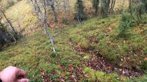 Следы ЯГ-Морта.