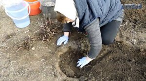 Сажаем пион правильно Как выращивать и размножать пионы огород сад розарий цветник