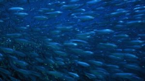 Обитатели морских глубин. Морские львы | Видео в 4К (UHD)