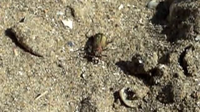 Просто зеленый жучок в белый горошек смотреть онлайн