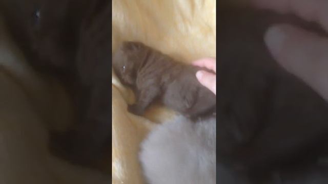 Британский котёнок шоколадный кот смотреть онлайн