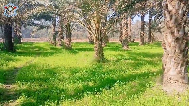 "visit of agricultural land wheat crop and date palm trees" смотреть онлайн