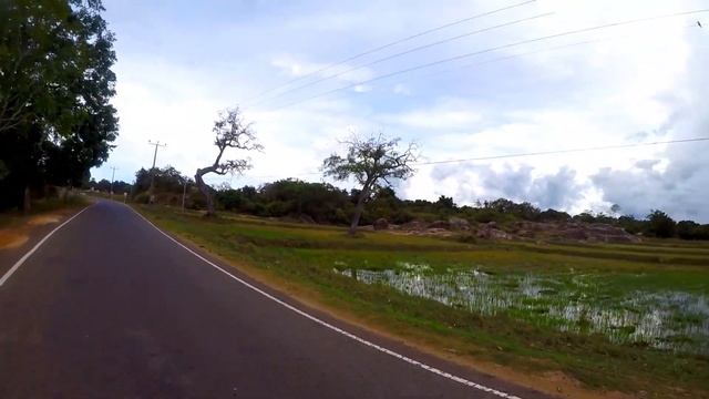 Аругам Бэй. Обзор достопримечательностей. Нападение слона. Шри-Ланка 2023 смотреть онлайн