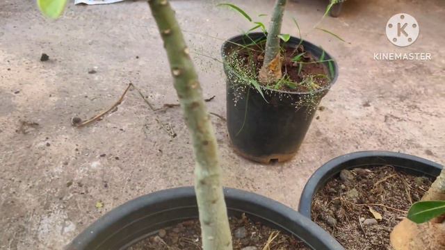 Repotting Adenium Plants ll soil mix ll HONEY'S GARDEN смотреть онлайн
