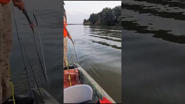 сазан 7, 3 кг на бойл, рыбалка в астрахани#bigfish #fishing #рыбалка