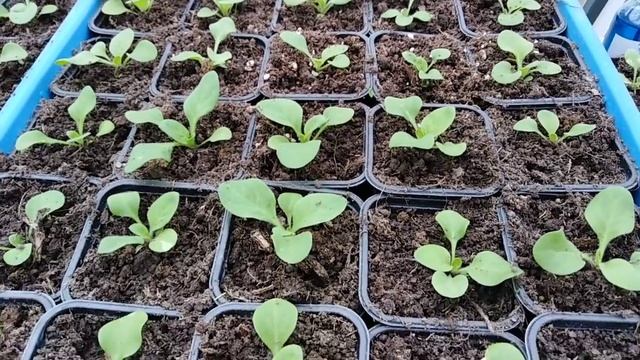 Уход за рассадой петунии после пикировки , что может ей не хватать. смотреть онлайн