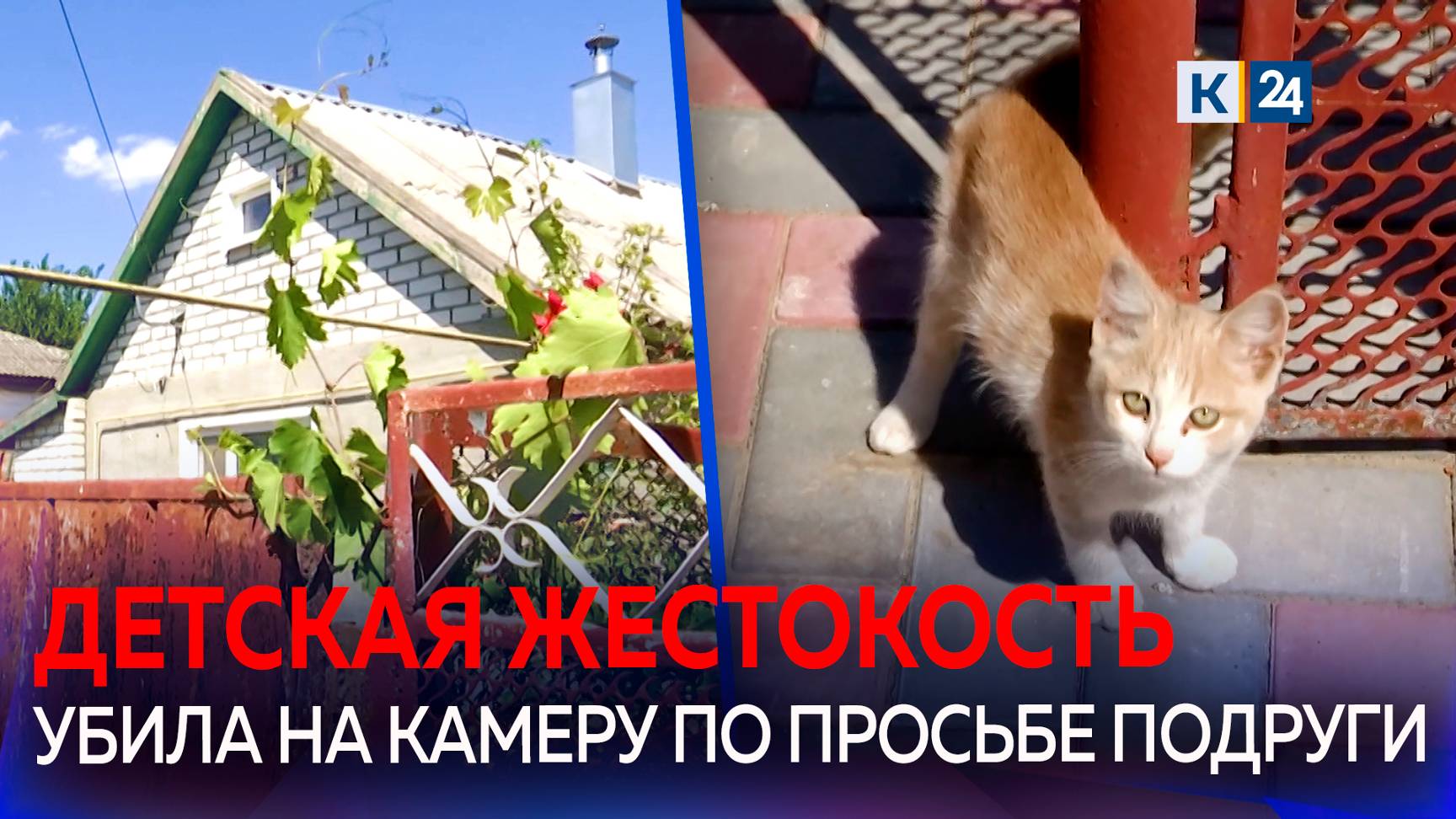 На Кубани школьница зарезала котенка по приказу своей интернет-подруги в знак дружбы смотреть онлайн