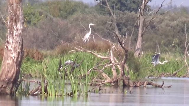 Рыбалка в Москворецком заказнике. #рыбалка #карась #фидер смотреть онлайн