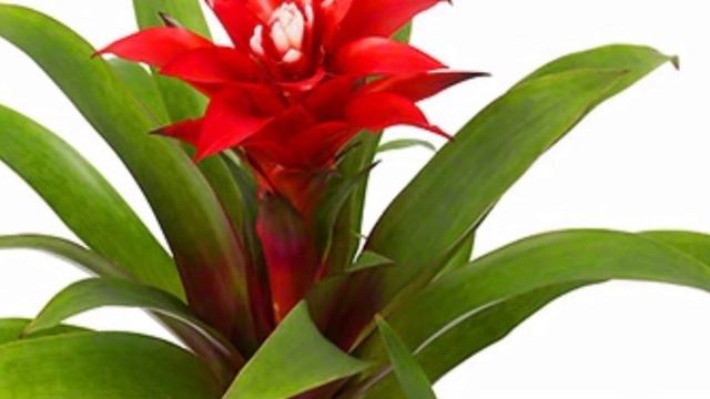 GUZMANIYA GULINI PARVARISHLASH UCHUN MASLAHATLAR