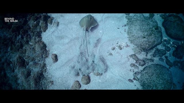 Jo in the Blue - Diving Socorro with a wheelchair. Sharks, Mantas and Dolphins смотреть онлайн
