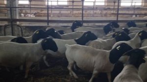 +79064428795 В продаже. Дорпер Черноголовые ярки и овцы ? ? #георгиевскийдорпер #дорпер #овцы