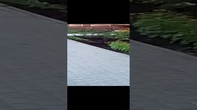 кекс котов ( ПРИКОЛ ) смотреть онлайн