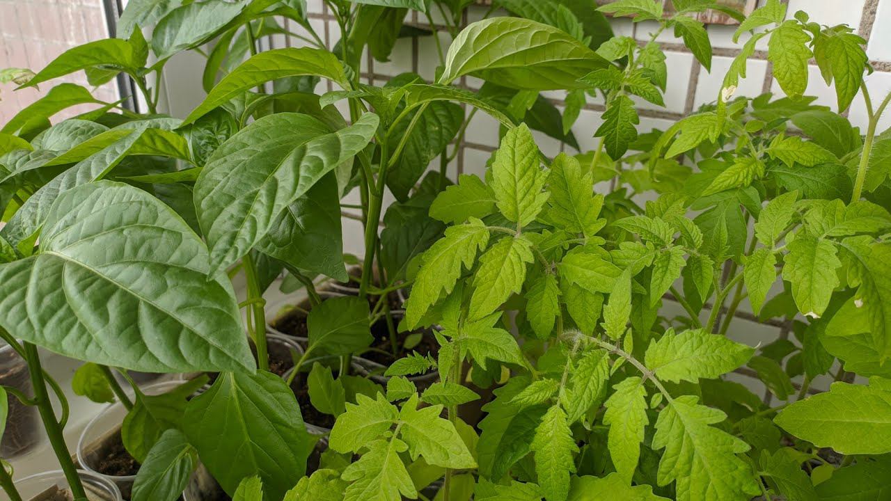 Подкормка рассады. Гортензии от Беккер.Гладиолусы и черенки смотреть онлайн