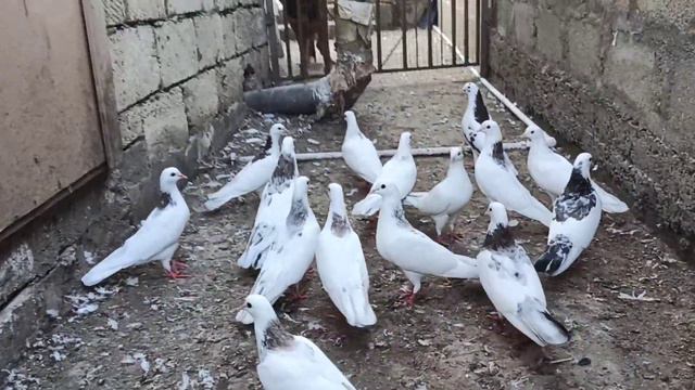 голуби, мраморные шейки. смотреть онлайн