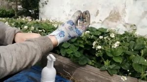Долгоносики. Избавляемся быстро, безопасно, легко.