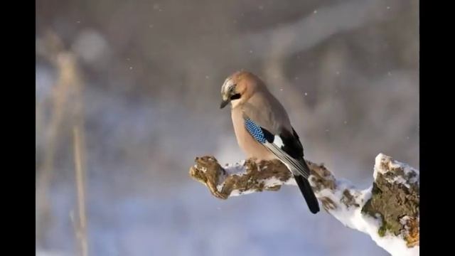 Relaxation and Stress release music video смотреть онлайн