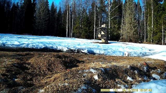 Птицы, запечатленные на фото ловушку. Часть № 16