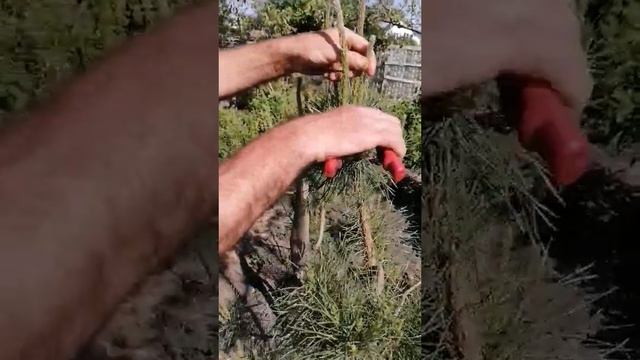 Когда и как можно стричь сосны.