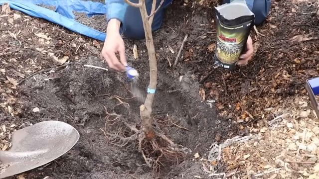 How to Grow Cherries, Complete Growing Guide and Harvest смотреть онлайн