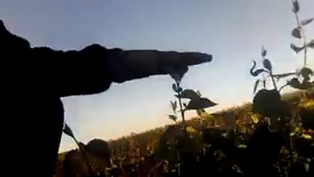 Как мы выращиваем сирень для Яскрава Клумба | ТОП сорта сирени смотреть онлайн