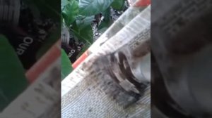 Процесс сборки преобразователя 220в на 3 по 36в 200 Гц для стрижки овец!!