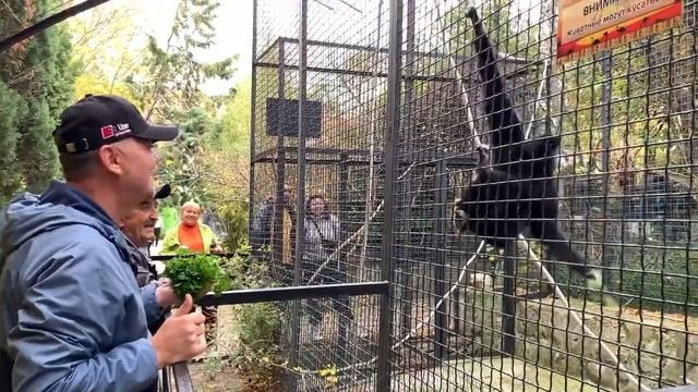 ? ГИББОН ГОША показал трюк ‼️ТАКОЕ ВИЖУ ВПЕРВЫЕ ‼️ смотреть онлайн