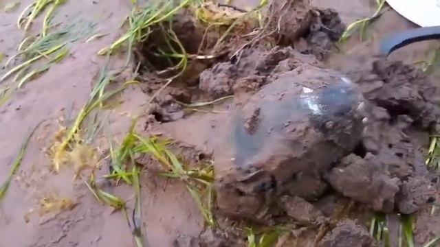Primitive Technology - Survival Skills : fishing, octopus & snail. смотреть онлайн