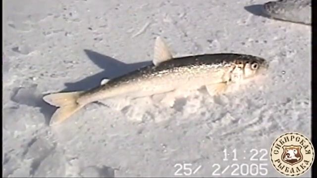 Ловля корюшки на Сахалине смотреть онлайн