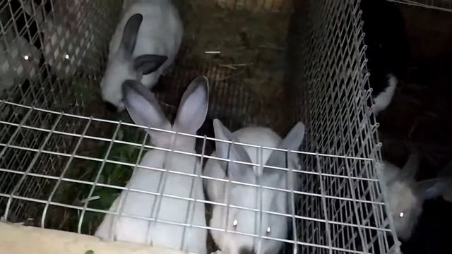 #Свежая трава для кроликов#Мысли о хозяйстве# смотреть онлайн