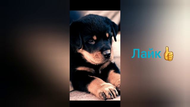 #УГАдай где здесь НЕМЕЦкая АВЧАРка? ღ🤩ღ ღ🙂ღ ღ🙃ღ смотреть онлайн