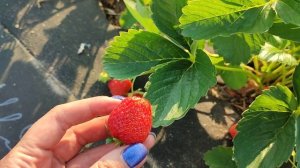 Клубника Ания - сорт нейтрального светового дня. Сибирь #Ания