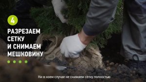 ?ЖИВАЯ ИЗГОРОДЬ из ТУИ. 3 ПРАВИЛА ПОСАДКИ живой изгороди на участке